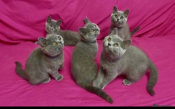 British Shorthair cats for sale: 5 Gorgeous Playful Friendly BSH Kittens Ready Now - Image 1