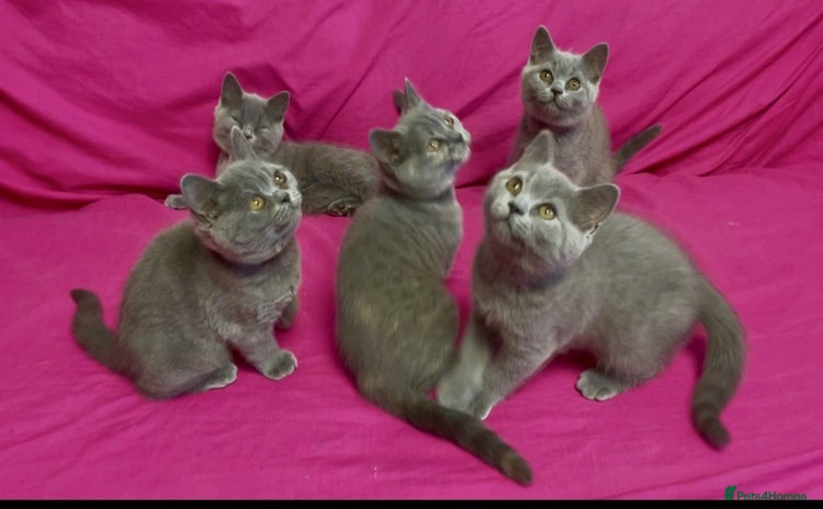 British Shorthair cats - Advert 15