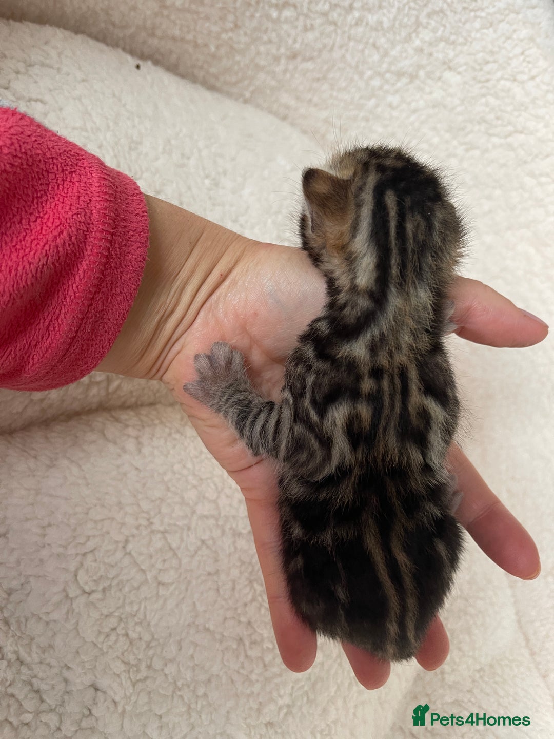 Bengal cats for sale: Bengal kittens for sale-Stunning 3-color Rosettes  - Image 12
