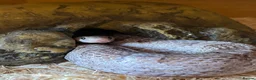 Corn Snake reptiles for sale: Noodle - graphite corn in Weston-super-Mare - Advert 4