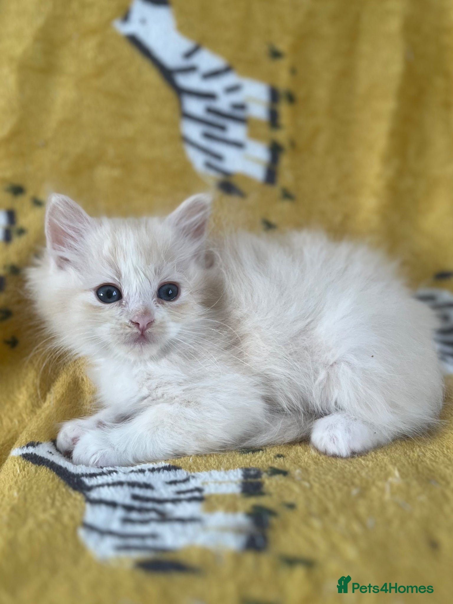 Ragdoll cats Full pedigree ragdoll boys  - Advert 6