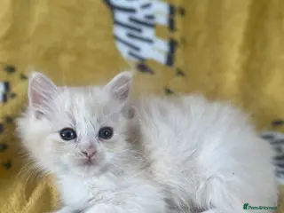 Ragdoll cats Full pedigree ragdoll boys - Advert 6