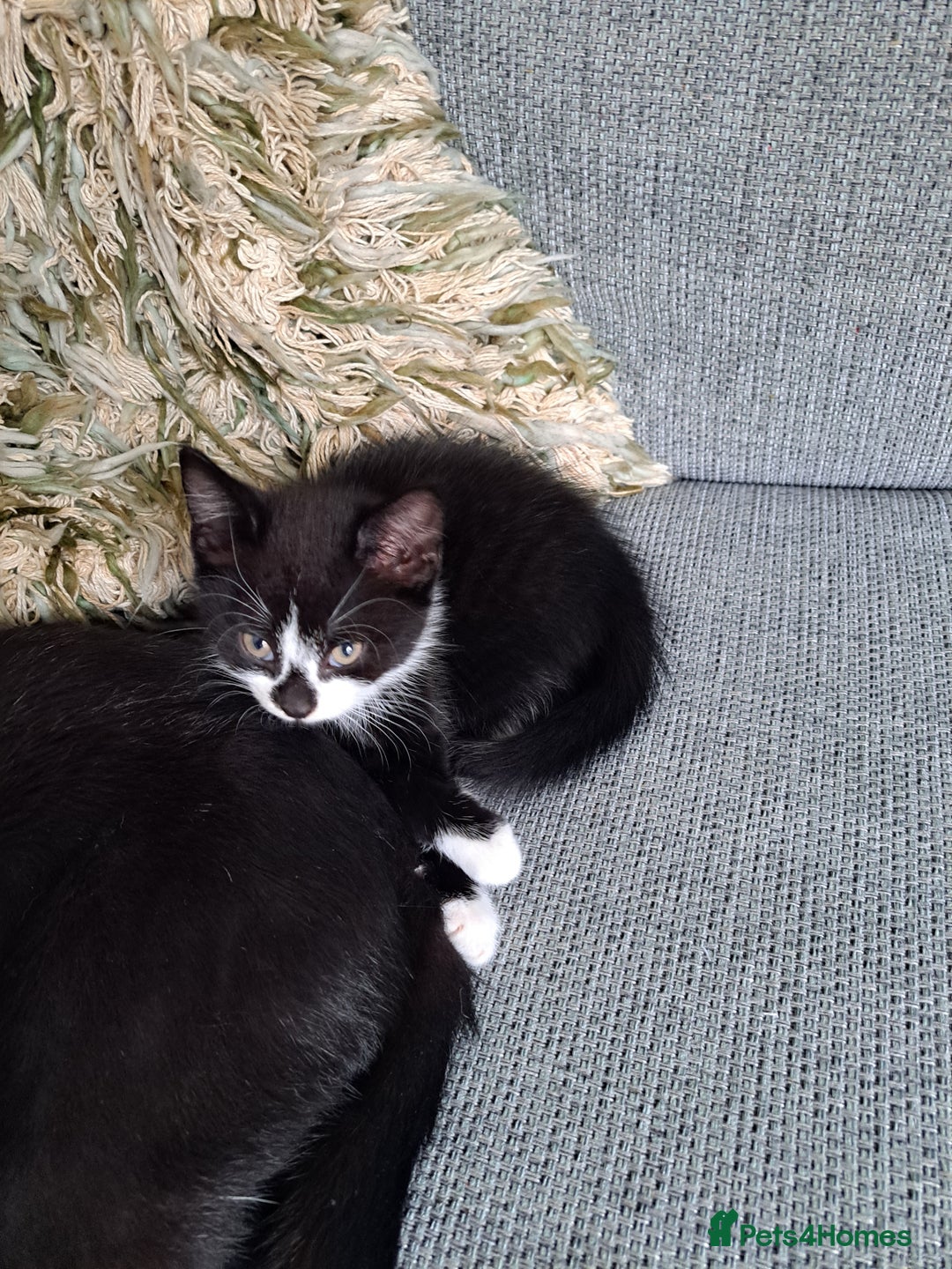 Mixed Breed cats for sale: Three playful kittens in search of forever home. - Image 11