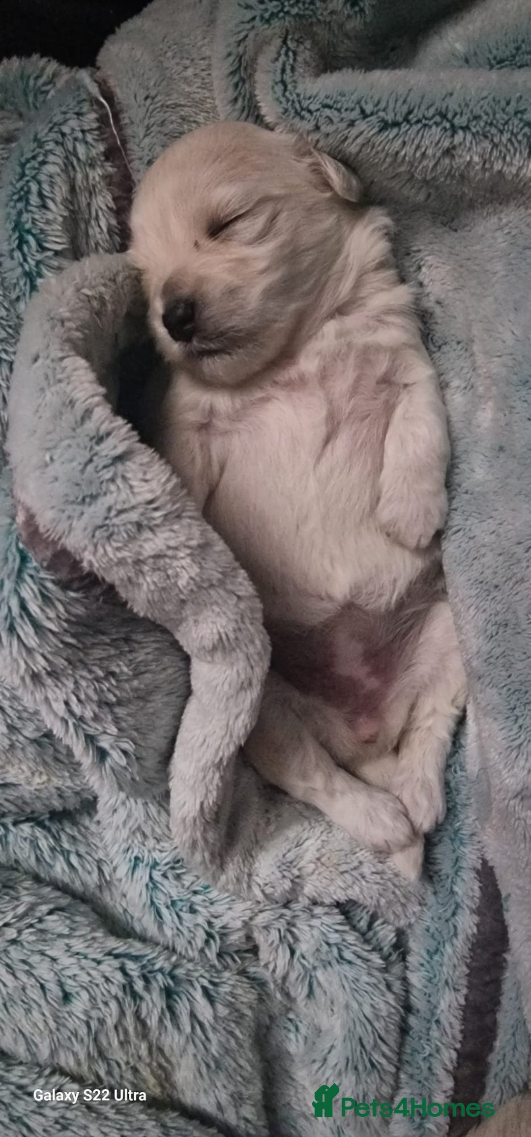 Maltese dogs for sale: Maltese puppies  - Image 5