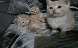 Mixed Breed cats for sale: Mixed breed kittens ready now.  - Image 35
