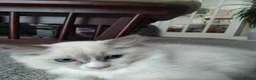 Ragdoll cats for sale: Female kittens - Advert 9