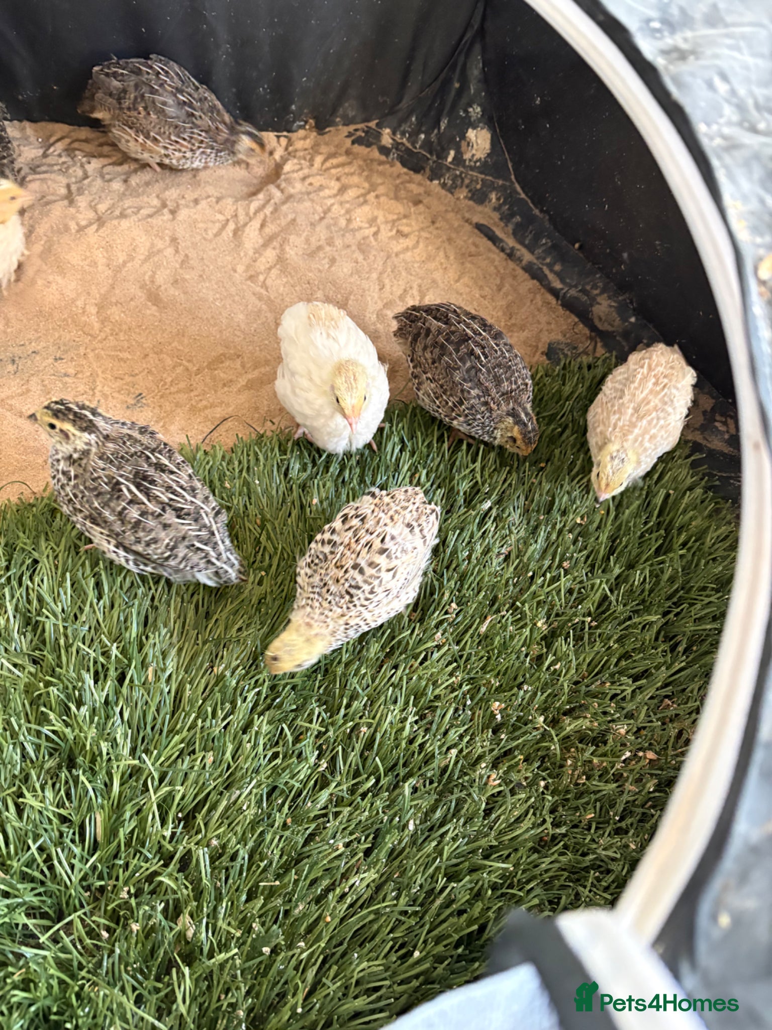 Quail poultry Quail  - Advert 1