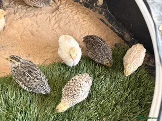 Quail poultry Quail - Advert 6