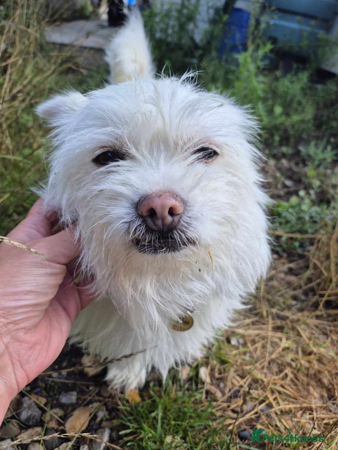 Mixed Breed dogs for adoption: Sonic - Dereham Norfolk  - Image 1