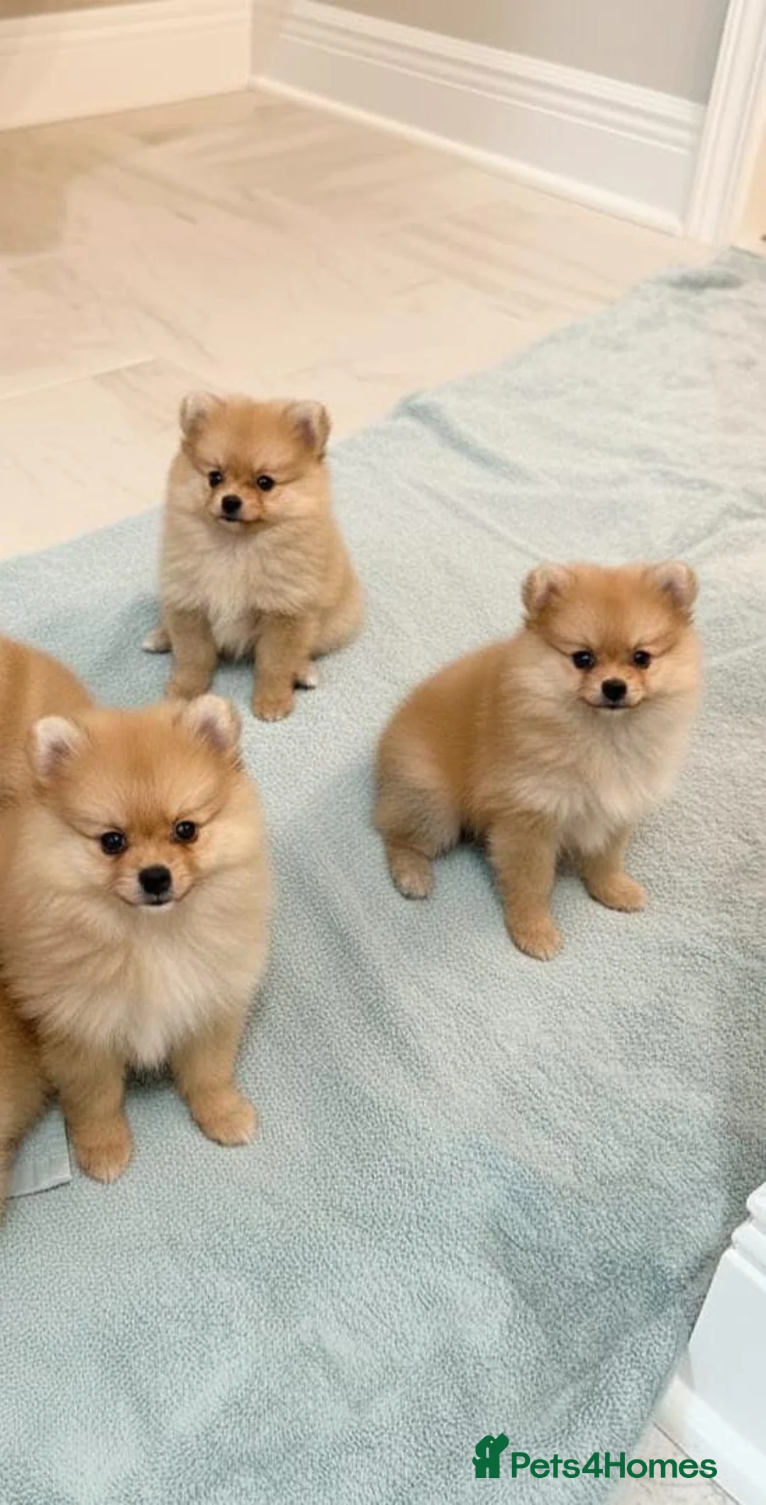 Pomeranian dogs for sale: Pomeranian puppies  - Advert 7