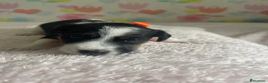 Orange boy 