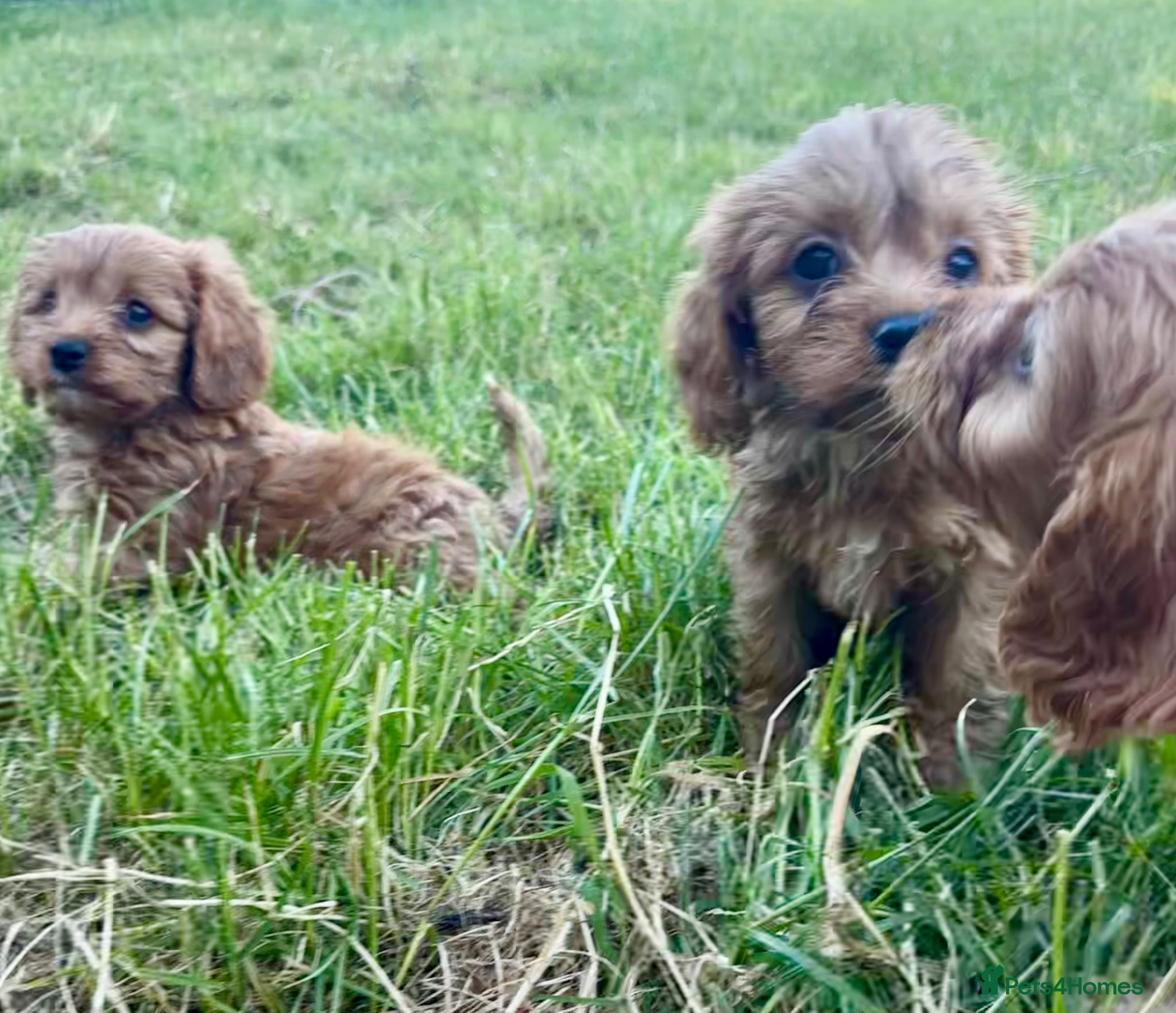 Cavapoo dogs for sale: Beautiful red girls and boys available  in Sittingbourne - Advert 24