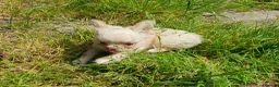 Chihuahua dogs for sale: Tiny tiny chihuahua girls  for sale  - Advert 10