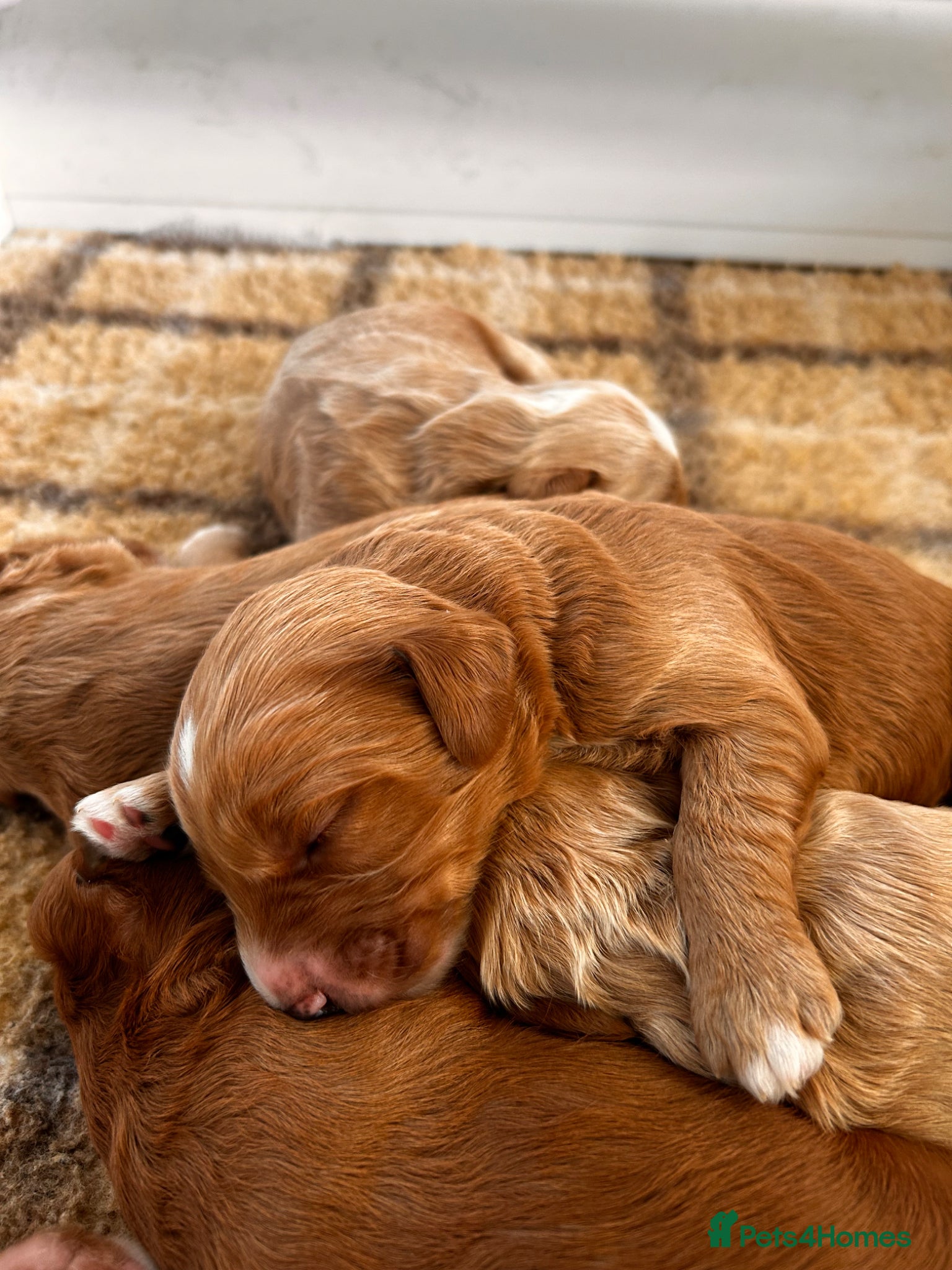 Australian Labradoodle dogs for sale: Australian labradoodle puppies  - Advert 18