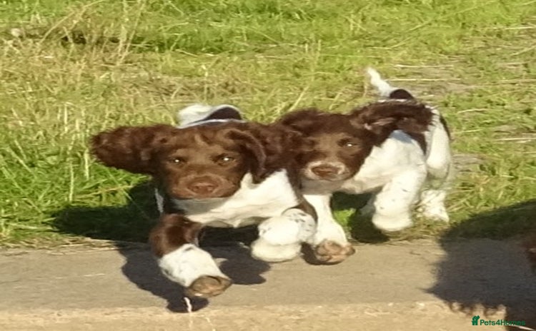 English Springer Spaniel dogs - Advert 1