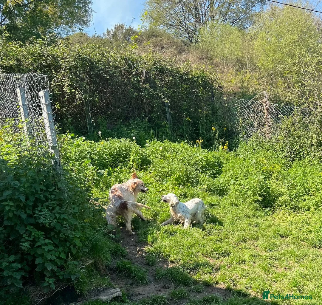 English Setter dogs for adoption: Dora   in Warrington - Advert 2