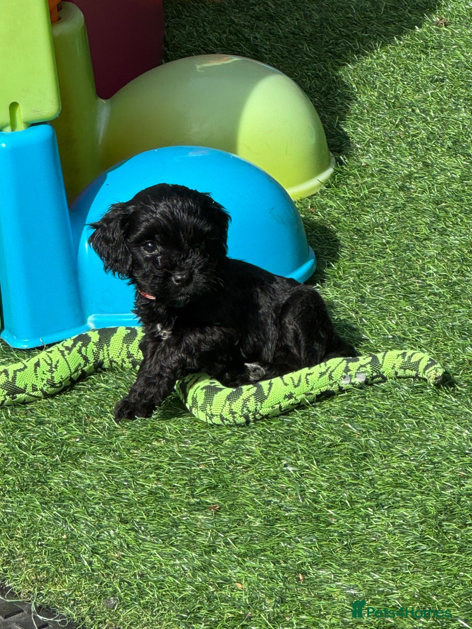 Cockapoo dogs Super cute Tiny Cockapoo Pups - Advert 1