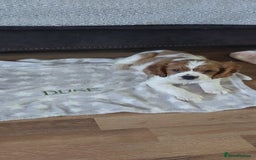 Cavalier King Charles Spaniel dogs for sale: Cavalier King Charles Spaniel Puppy - Image 7