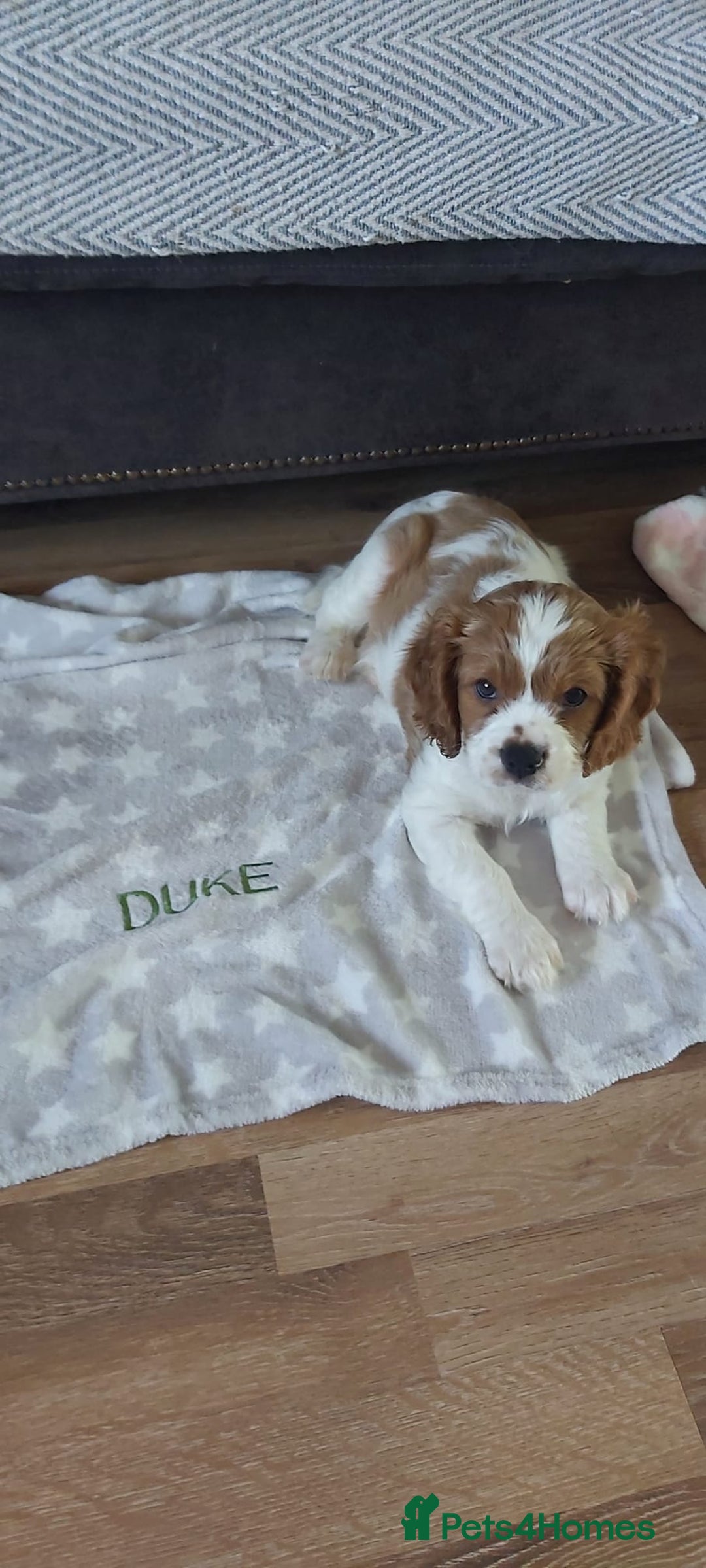 Cavalier King Charles Spaniel dogs for sale: Cavalier King Charles Spaniel Puppy - Image 7