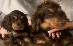 Cocker Spaniel dogs for sale: Kc Reg Pure bred show cocker spaniels  - Image 5
