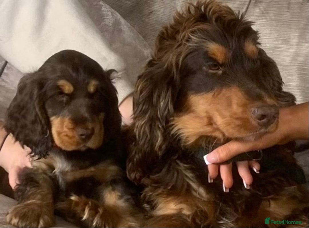 Cocker Spaniel dogs for sale: Kc Reg Pure bred show cocker spaniels  - Image 5
