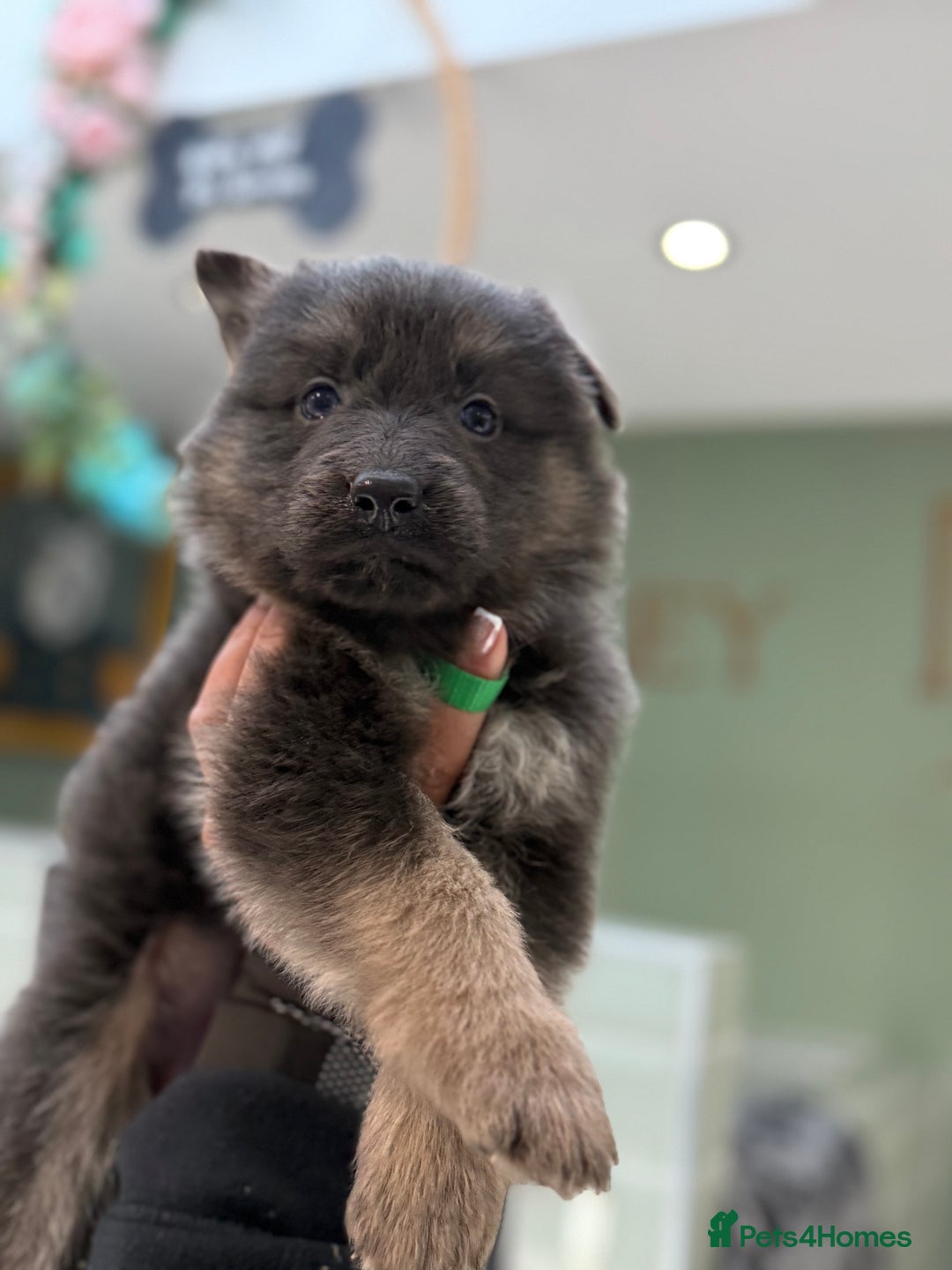 German Shepherd dogs for sale: 💙KC health tested parents 💙 - Advert 6