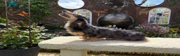 Miniature Dachshund dogs for sale:     Exceptional KC Long Haired Mini Dachshunds🤍 - Advert 5