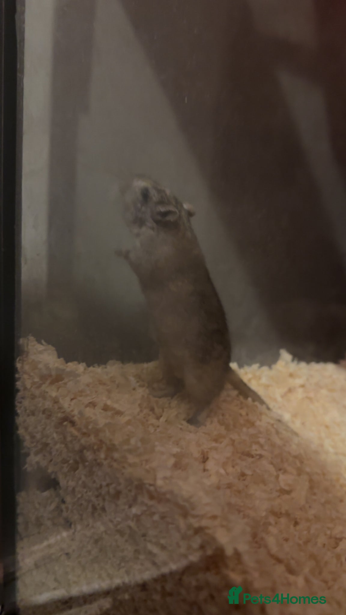 Gerbil rodents Lone Female Gerbil - Advert 3