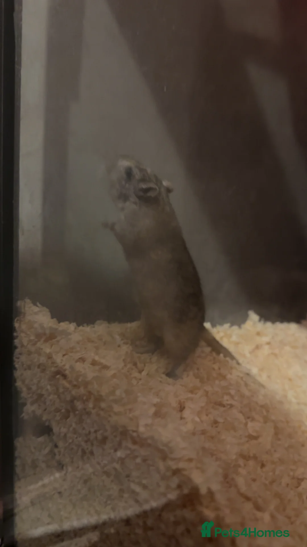 Gerbil rodents for sale: Lone Female Gerbil in Rochdale - Advert 1