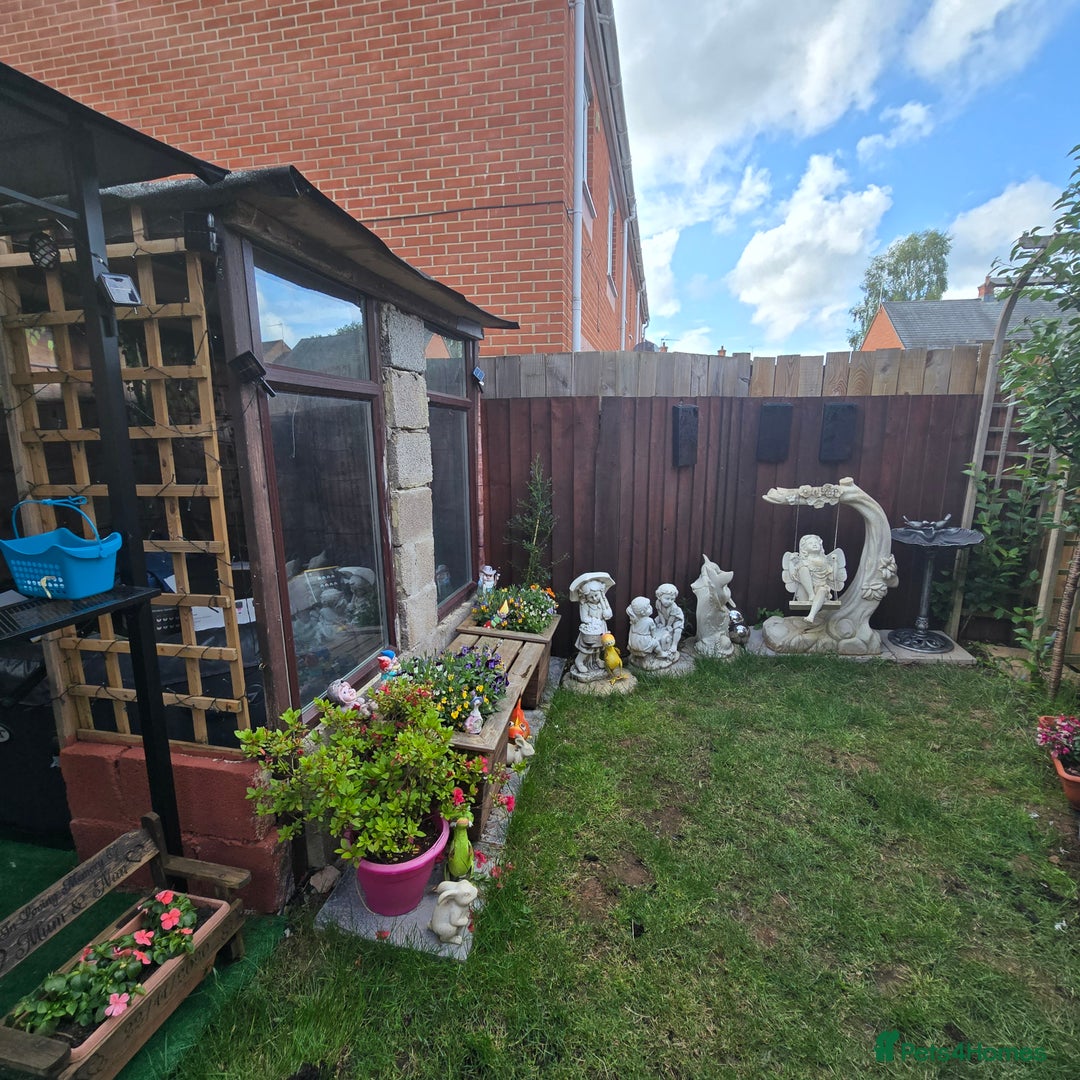 Mixed Breed birds for sale: Full avairy for sale - Image 1