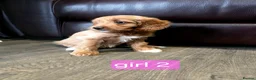 Cockapoo dogs for sale: Adorable F1 Cockapoo pups ♥️🐕🐾 in Bury Saint Edmunds - Advert 8