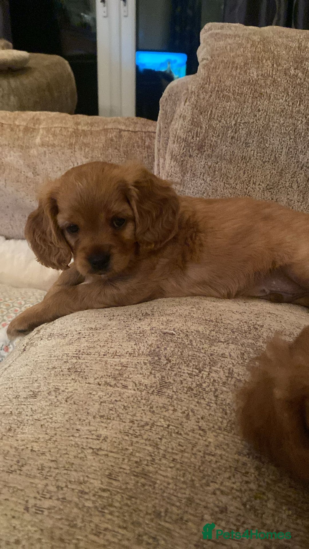 Cavapoo dogs for sale: Beautiful Cavapoo Puppies  - Image 17