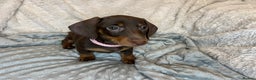 Dachshund dogs for sale: LAST ONE- Dachshund female puppy - last one - Advert 8