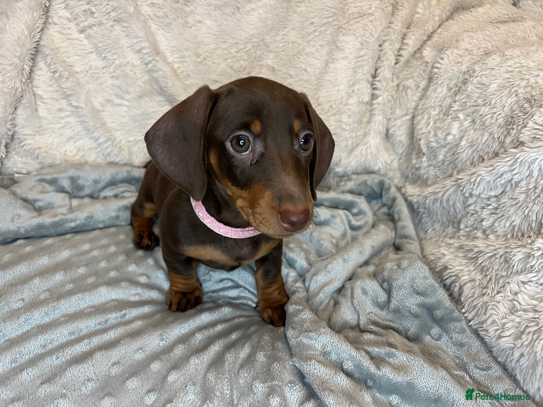 Dachshund dogs for sale: LAST ONE- Dachshund female puppy - last one - Advert 8