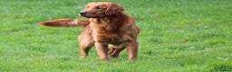 Golden Retriever dogs for stud: EXTENSIVELY health tested with excellent results! in Newark - Advert 2