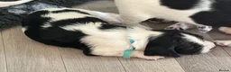 English Springer Spaniel dogs for sale: KC Registered English Springer Spaniel puppies - Advert 16