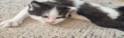 Mixed Breed cats for sale: Lovely fluffy kittens for sale - Advert 12