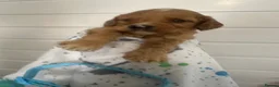 Cockapoo dogs for sale: F1 cockapoo boys ready 16 July  - Advert 11