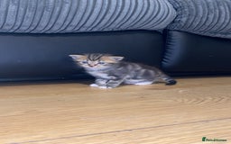 Mixed Breed cats for sale: kittens  - Image 4