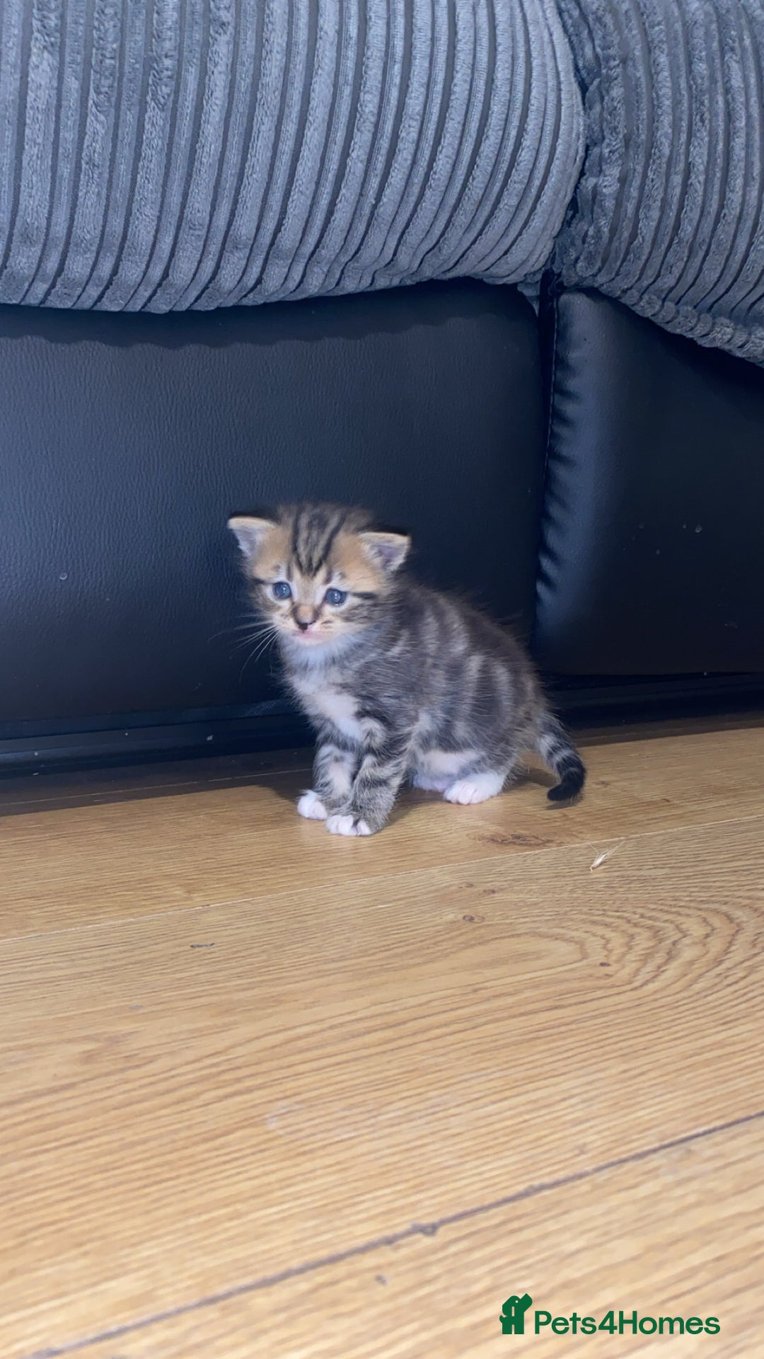 Mixed Breed cats for sale: kittens  - Image 4