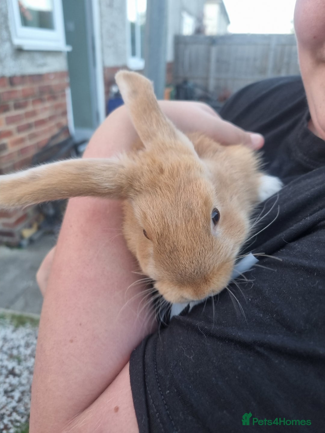 Mixed Breed rabbits for sale: Mini lop cross babies  - Image 2