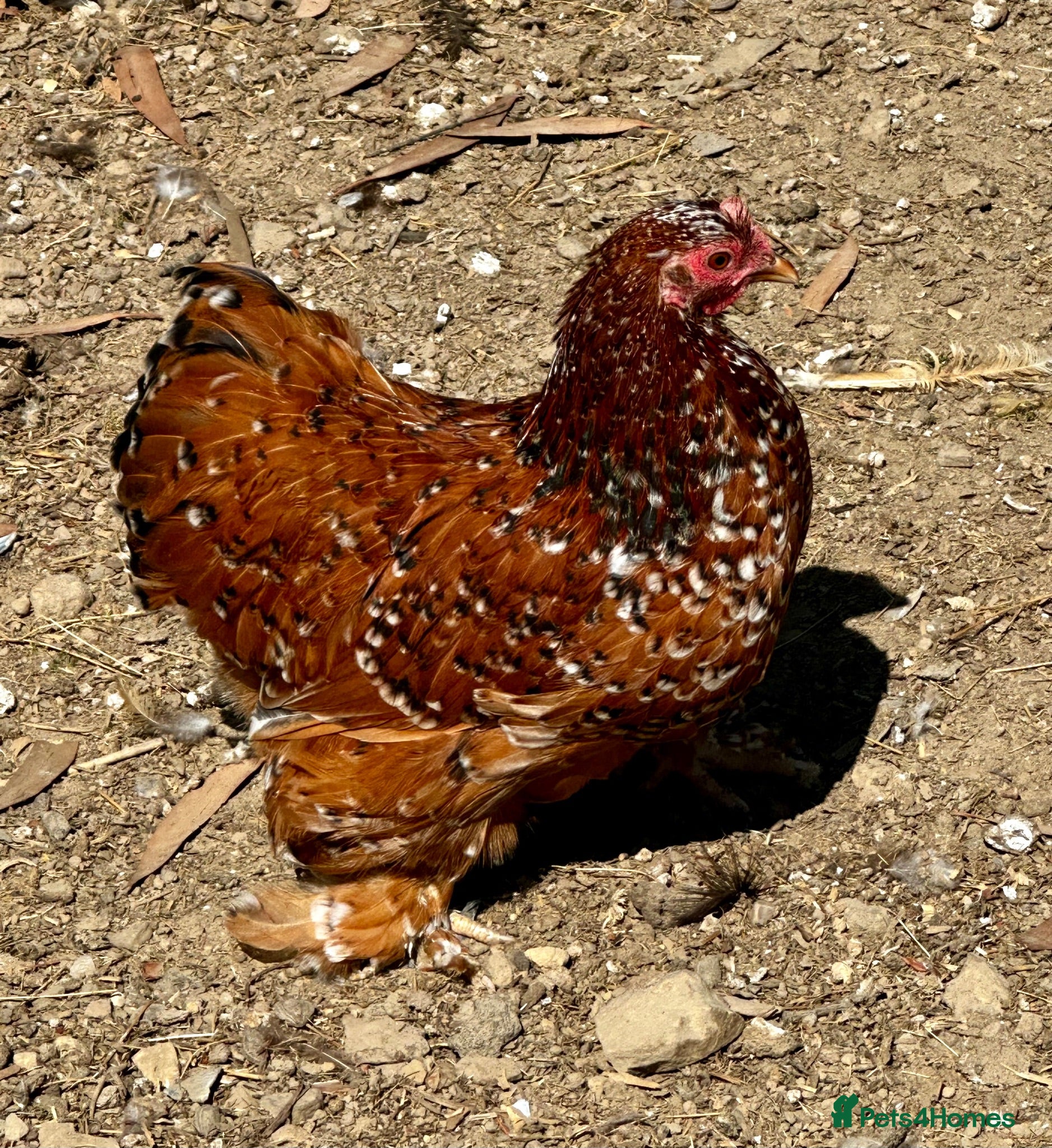 Chickens poultry Chicks, chickens, hatching eggs silkies Aracuanas - Advert 2