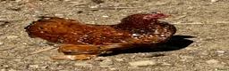 Chickens poultry for sale: Chicks, chickens, hatching eggs silkies Aracuanas - Advert 2
