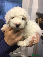 Cockapoo dogs F1b cockapoo puppies ready Tuesday - Advert 4