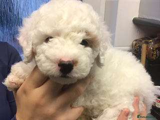 Cockapoo dogs - Advert 1