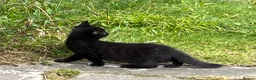 Mixed Breed cats for sale: Five kittens ready to go - Advert 8