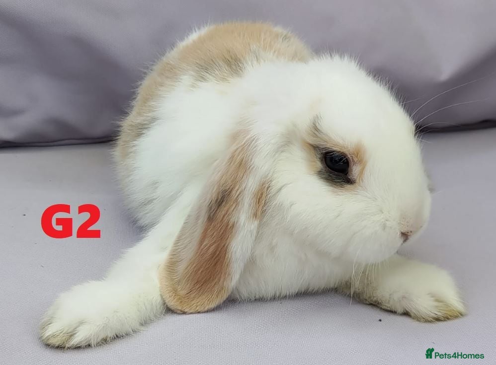 Mixed Breed rabbits Cute & Loving French x Mini Lop Ready!!! - Advert 2