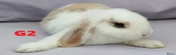 Mixed Breed rabbits for sale: Cute & Loving French x Mini Lop Ready!!! - Advert 2