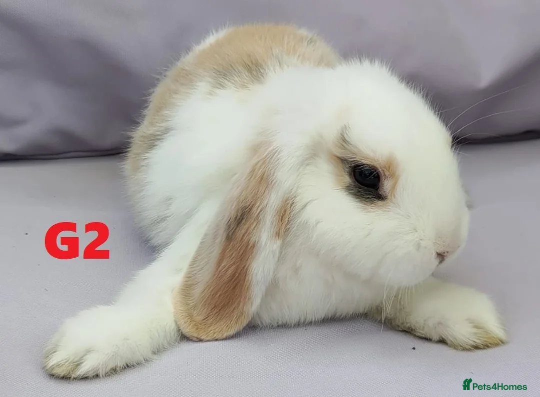 Mixed Breed rabbits for sale: Cute & Loving French x Mini Lop Ready!!! - Advert 2