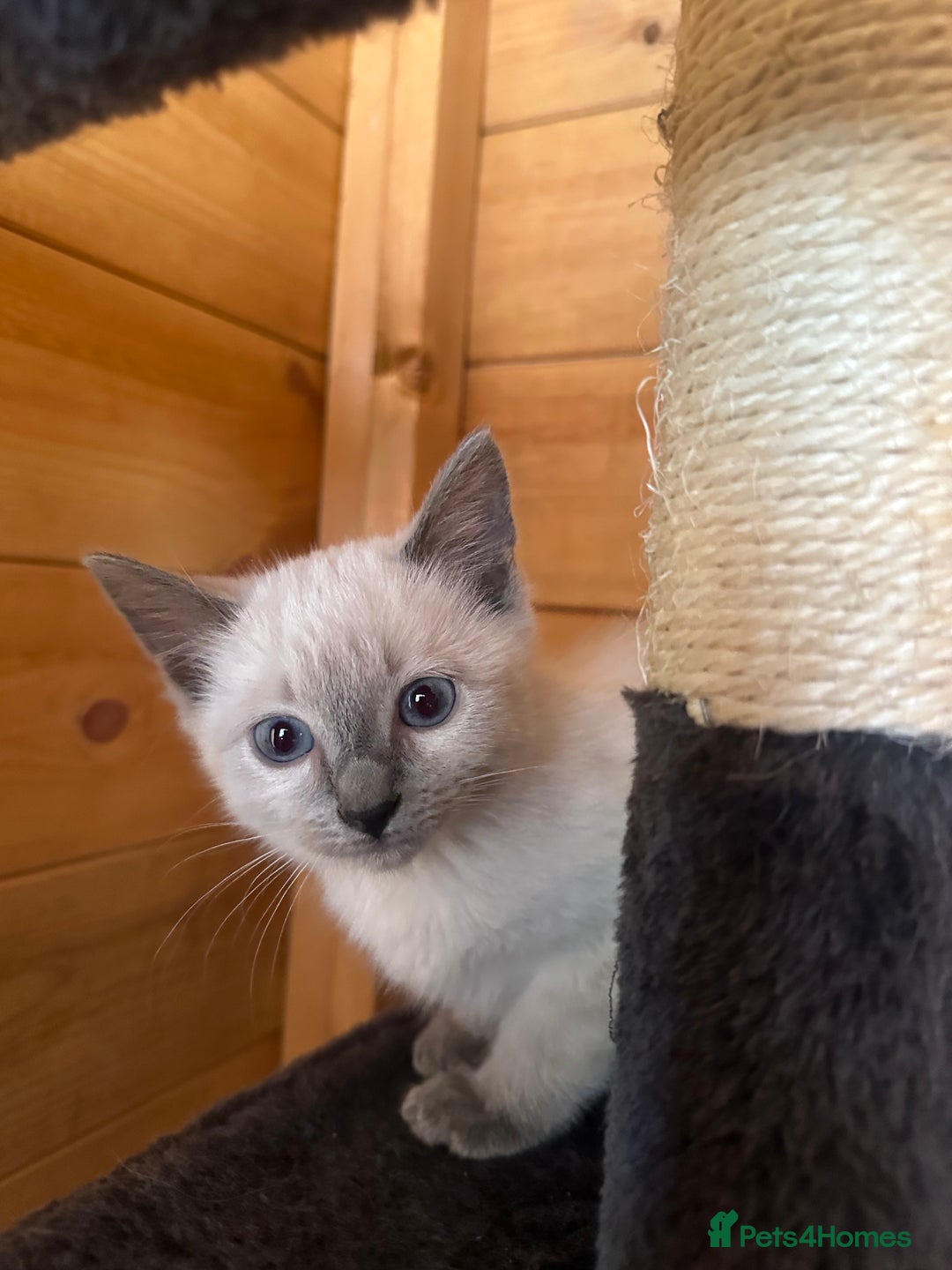 Ragdoll cats for sale: Ragdolls for sale  - Image 4